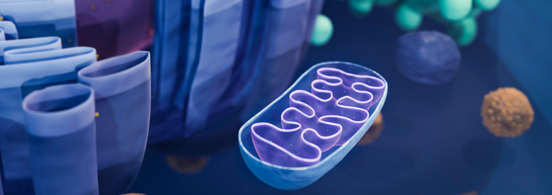 Ein Mitochondrium neben anderen Zellbestandteilen.