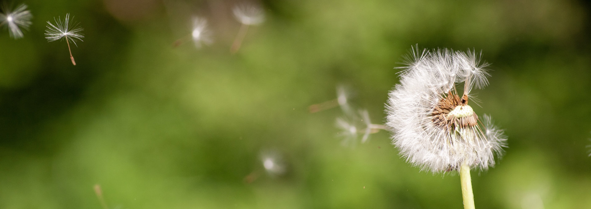 Eine Pusteblume, die im Wind verweht