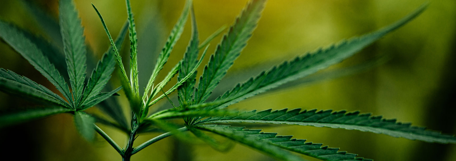 Bild einer Cannabispflanze
