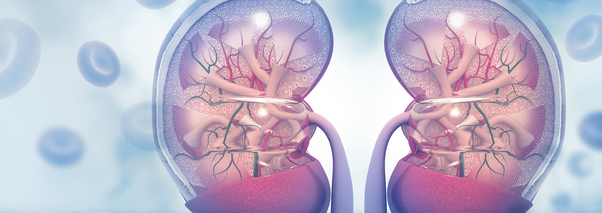 Bild einer menschlichen Niere