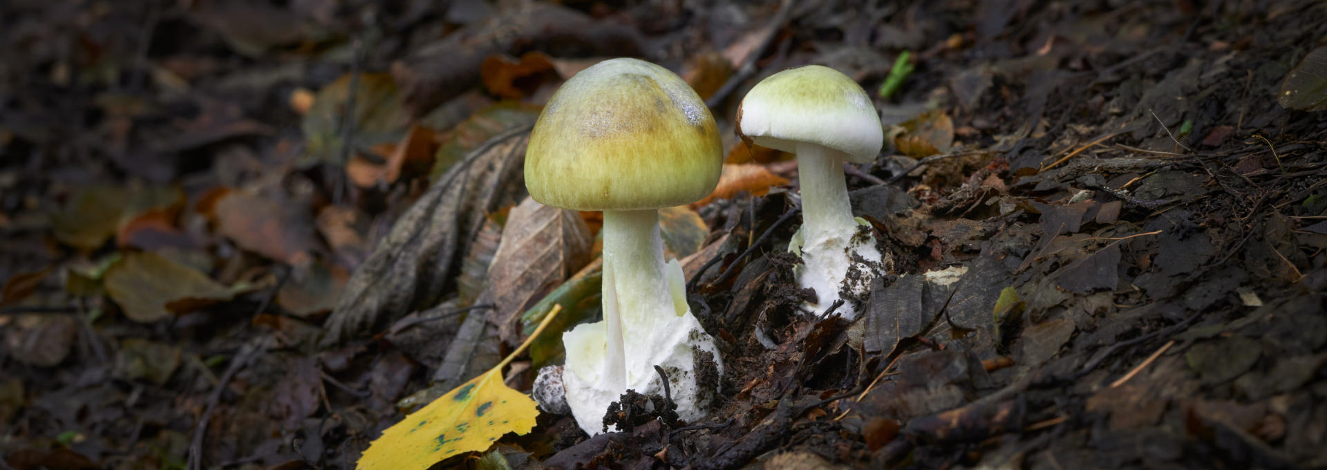 Zwei grünlich-gelbe Pilze mit weißen Stielen auf feuchtem Waldboden, umgeben von braunen Blättern und einem gelben Blatt.