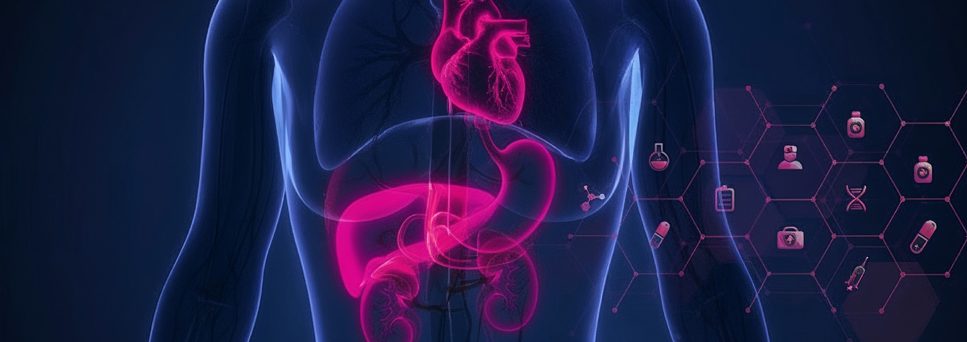 Durchscheinende Oberkörperabbildung mit pink hervorgehobenen Organen, daneben medizinische Symbole
