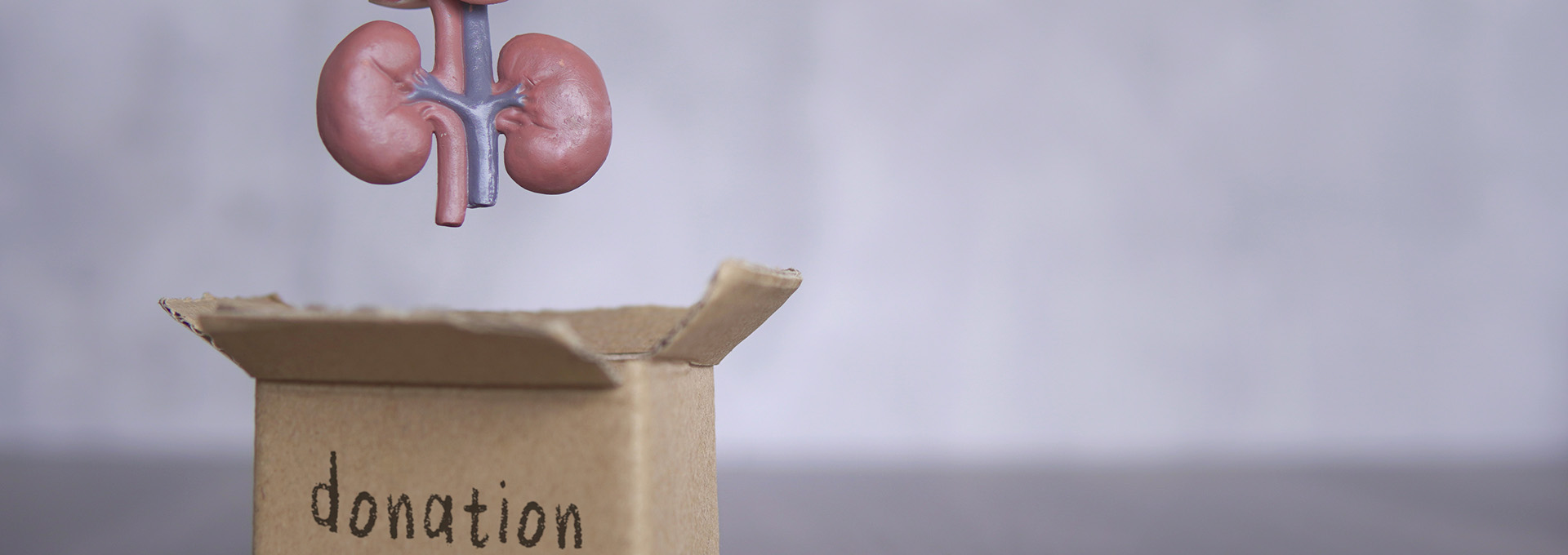 Eine-Hand-liegt-ein-Modell-von-Nieren-in-einen-Karton-mit-der-Aufschrift-Donation-Spenderbox