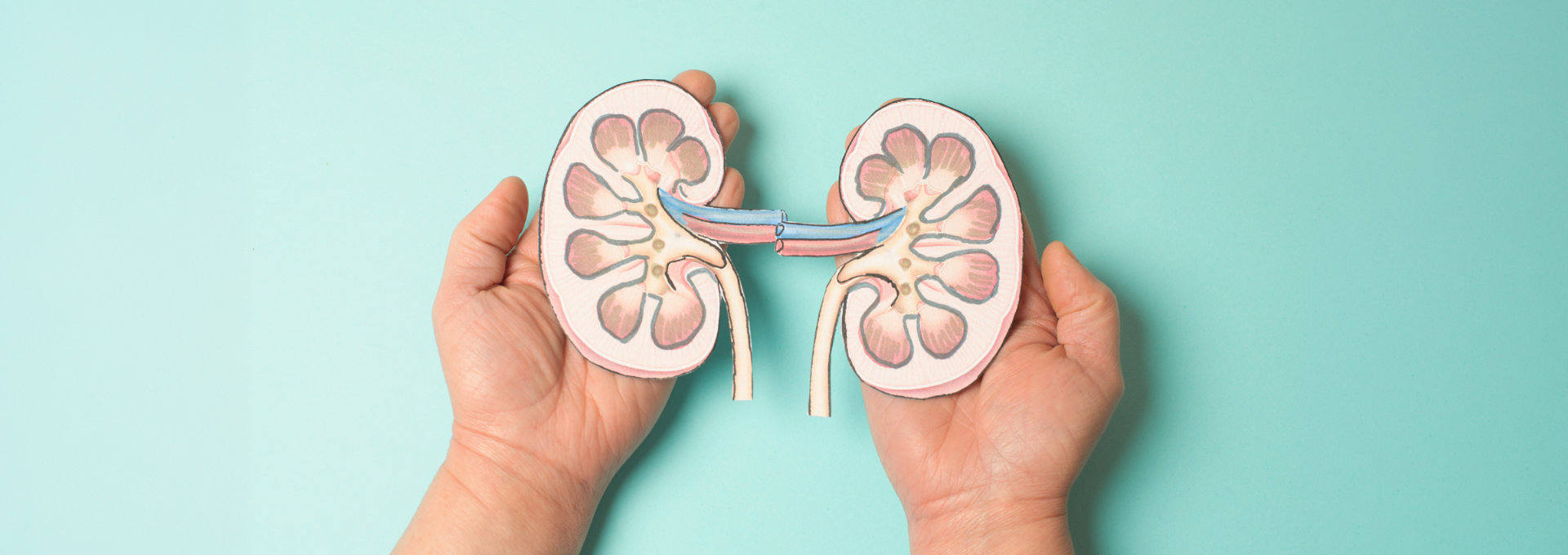 Zwei offene Hände, die jeweils eine Papierzeichnung einer Niere halten, mit jeweils einer Niere auf jeder Handfläche.