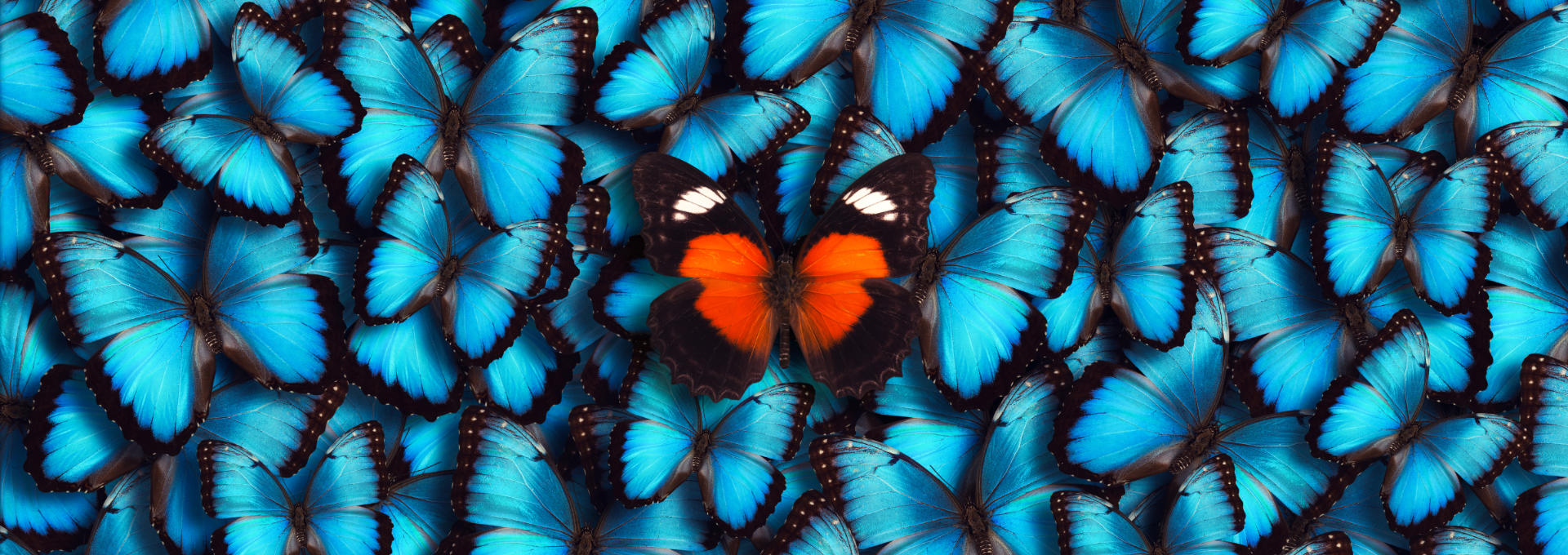 Ein Schwarm blauer Schmetterlinge mit einem rot-schwarzen Schmetterling in der Mitte