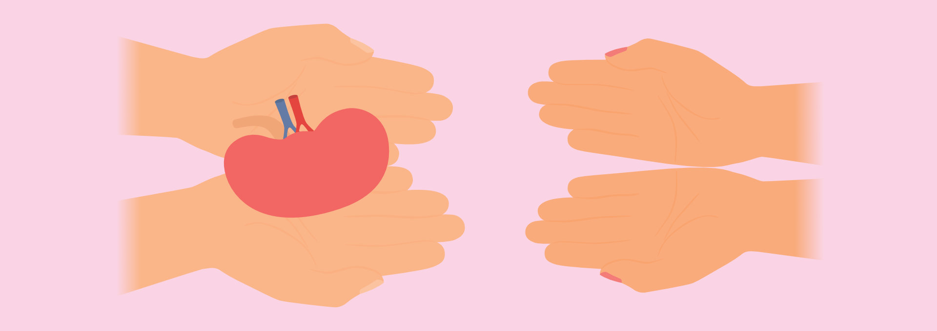 Zwei offene Hände, links und rechts im Bild; in der linken Hand liegt eine Niere.