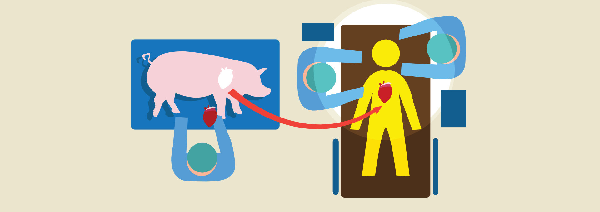 Ein roter Pfeil führt von einem Schweineherz zu einer menschlichen Figur – als Symbol für die Übertragung eines Tierorgans auf den Menschen.